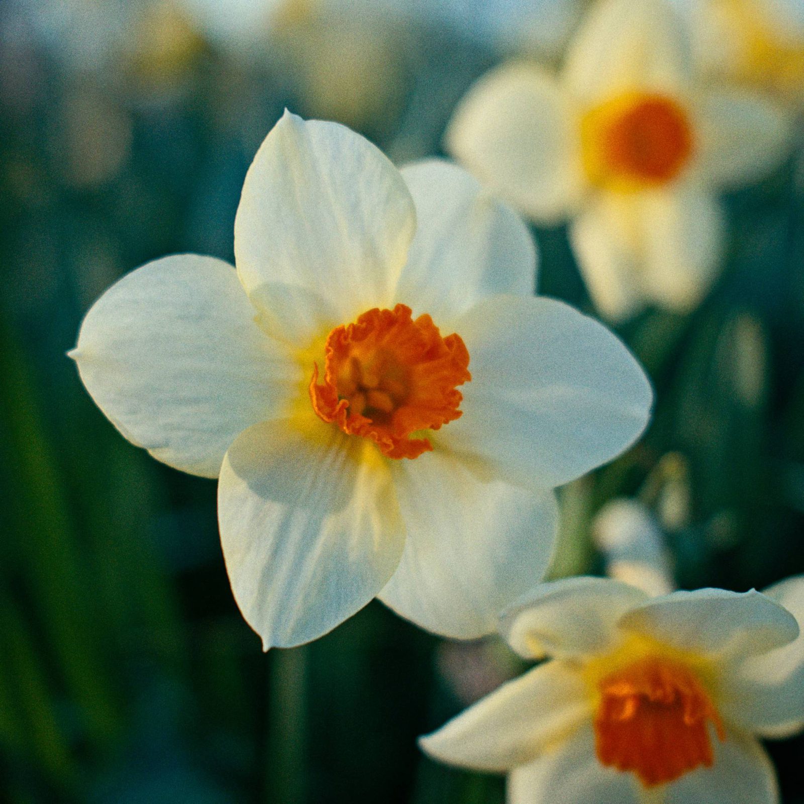 A white daffodil with an orange centre, close up
